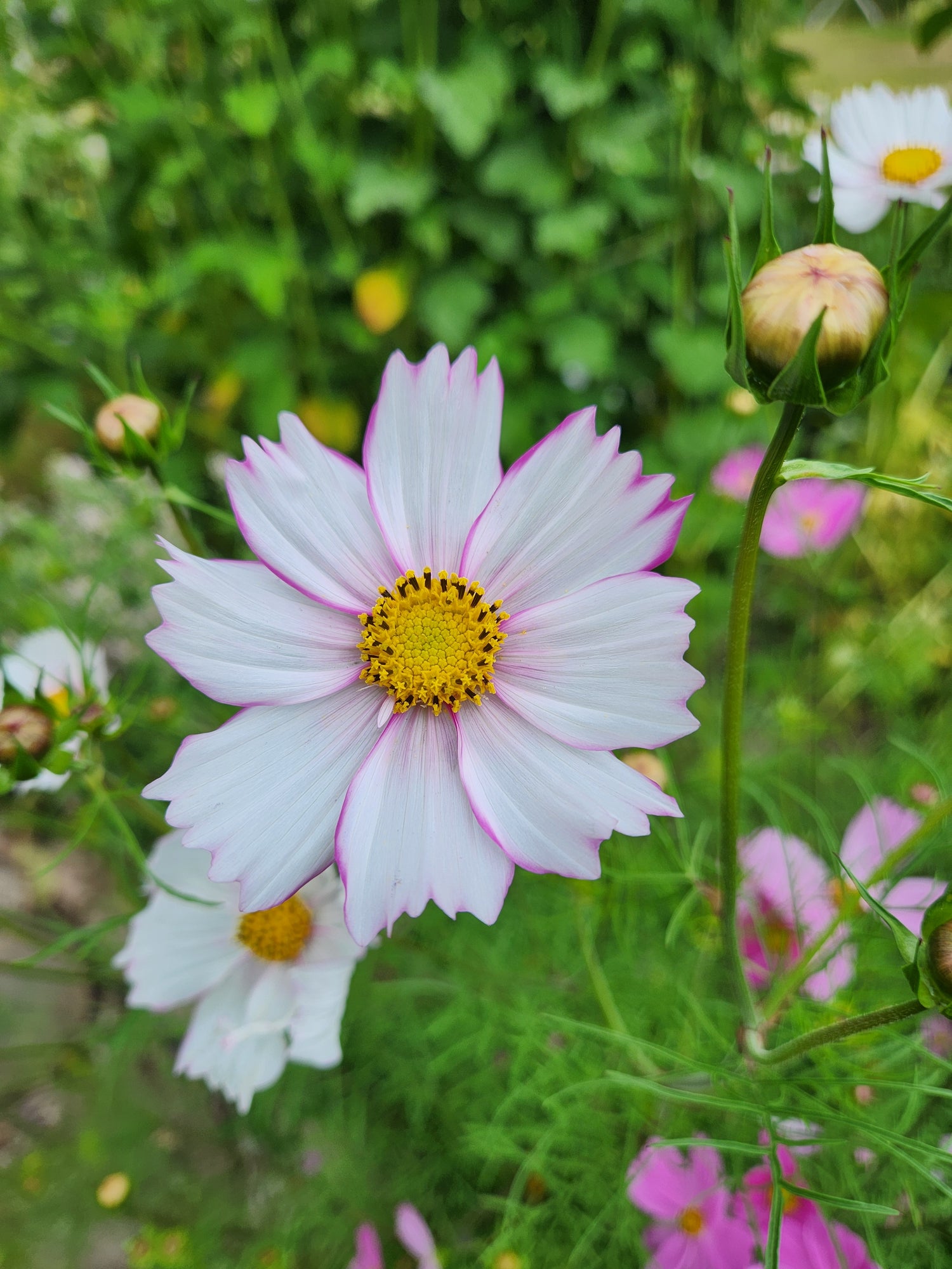 Cosmo Flower Seeds