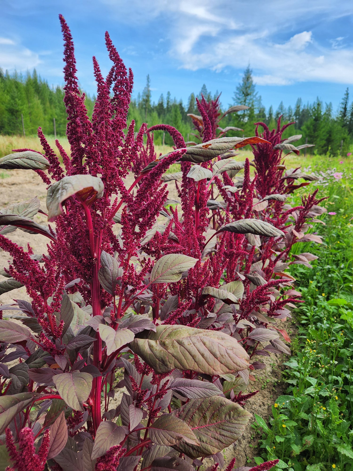 Hopi Red Dye Amaranth Seeds