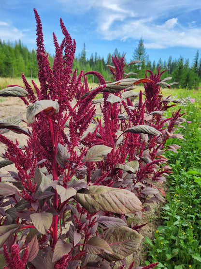 Hopi Red Dye Amaranth Seeds