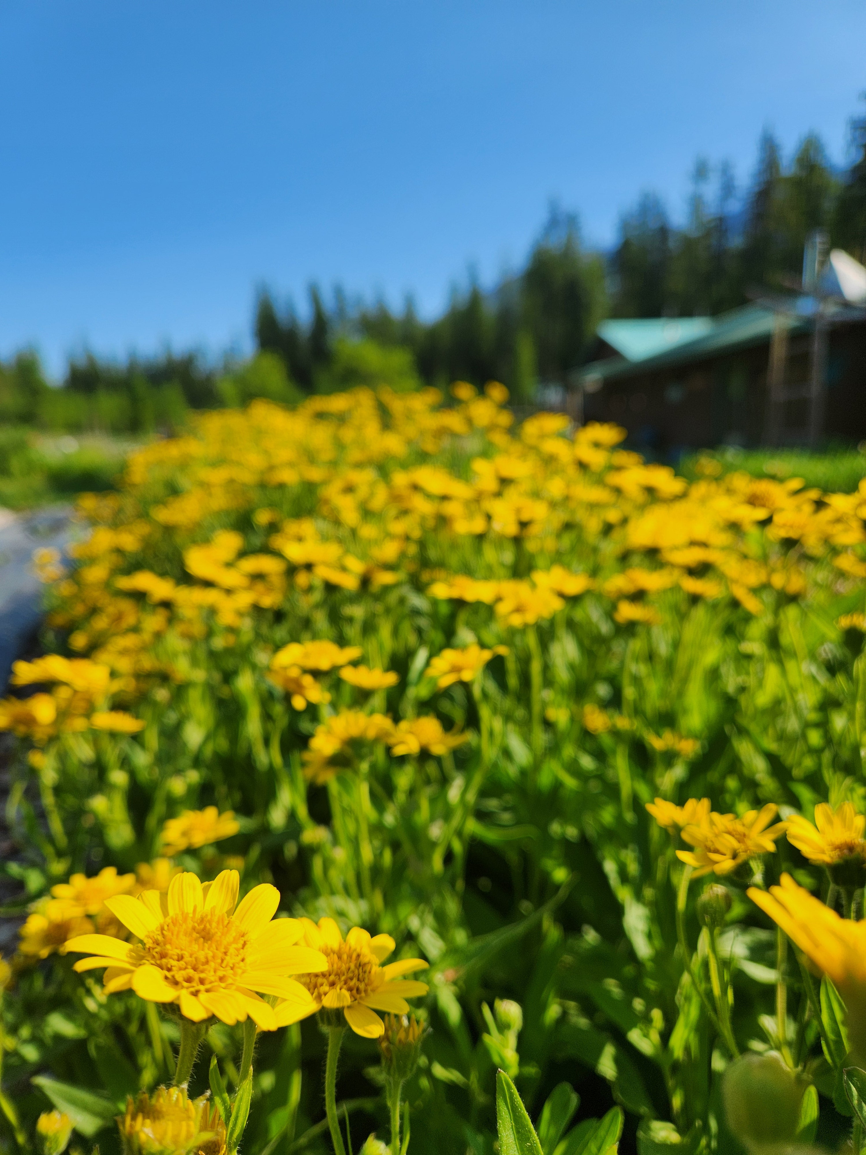 Arnica Seeds