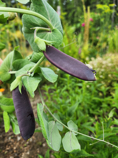 Purple Mist Pea Seeds