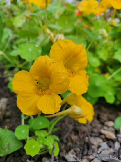 Nasturtium Seeds