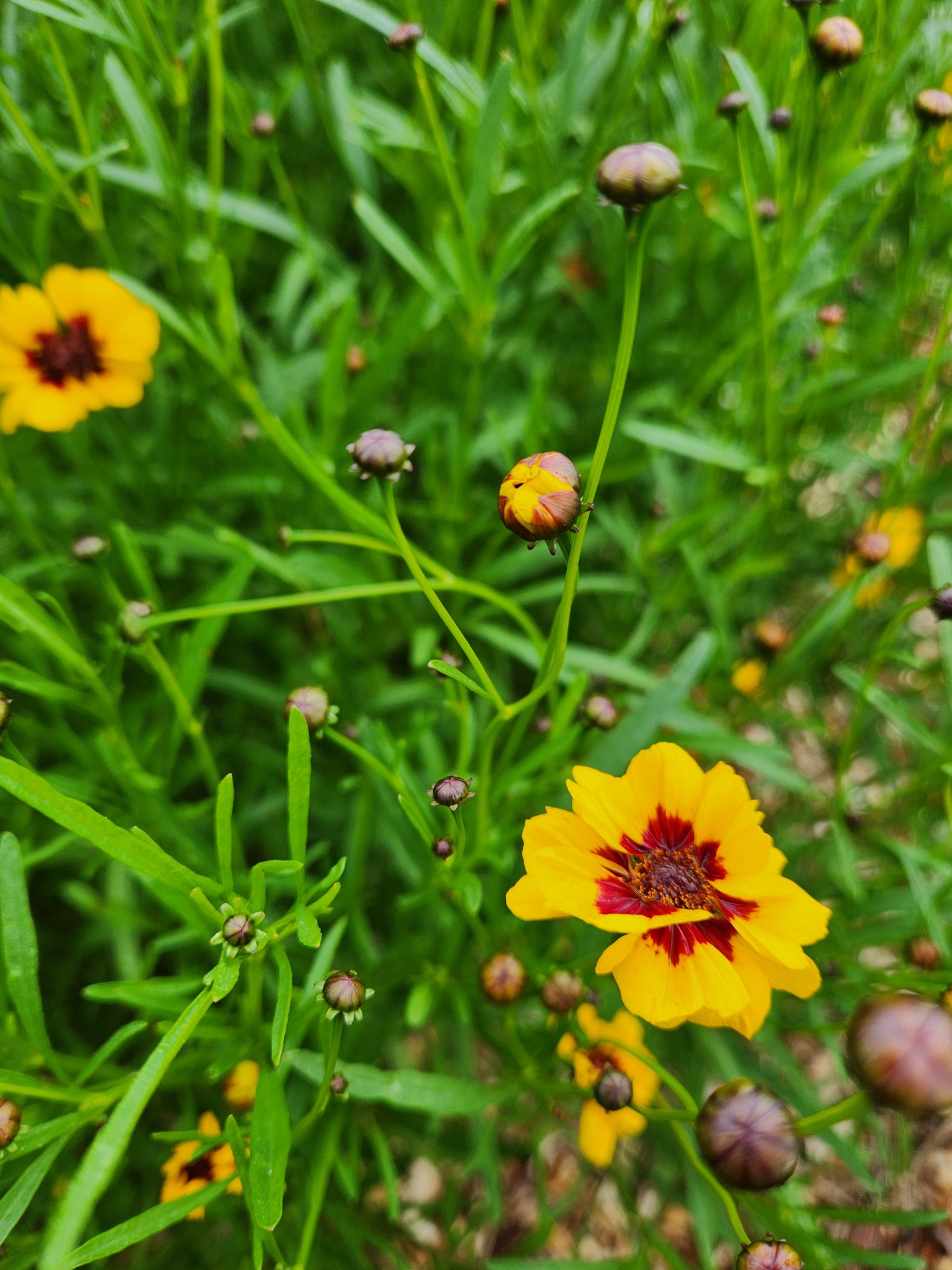 Coreopsis Seeds