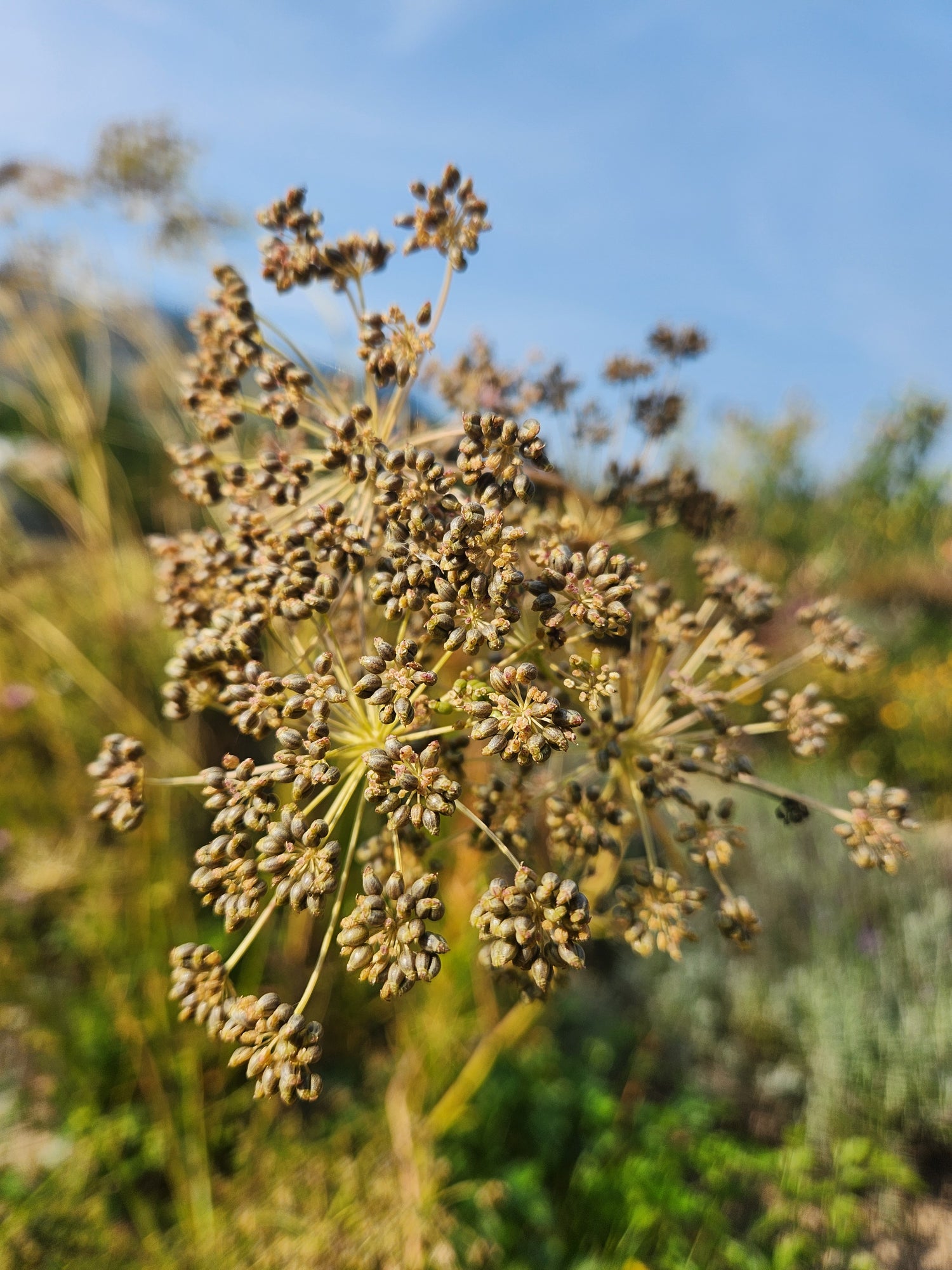 Italian Parsley Seeds