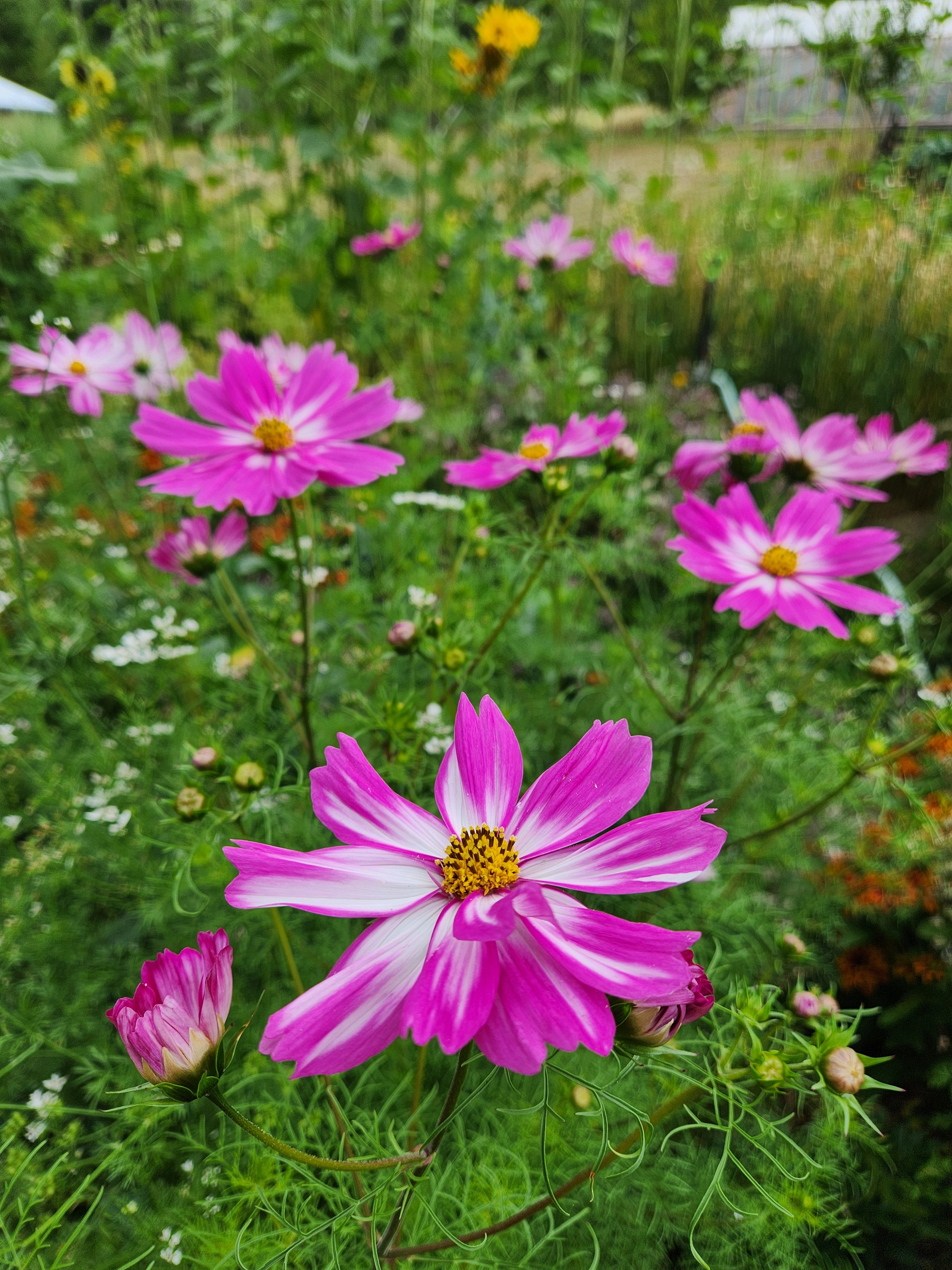 Flower Power  -5 Pack-