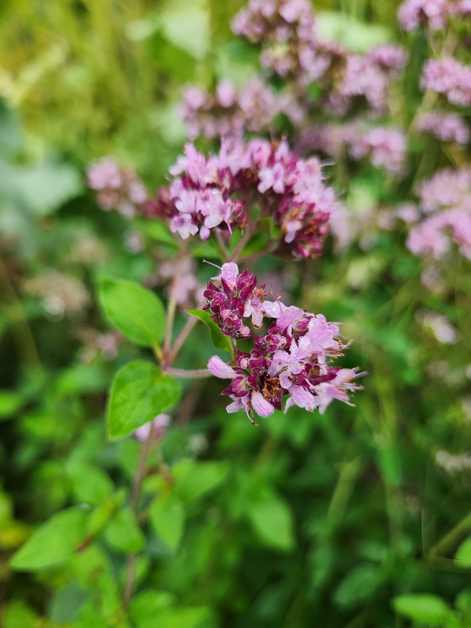 Purple Oregano Seeds