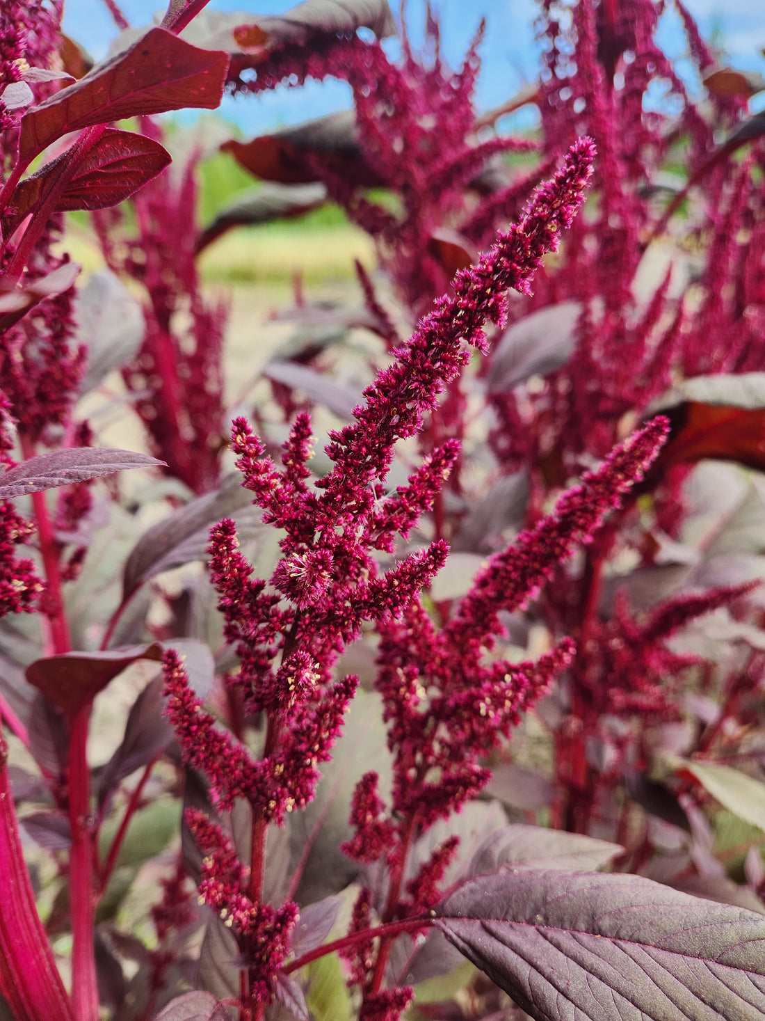 Hopi Red Dye Amaranth Seeds