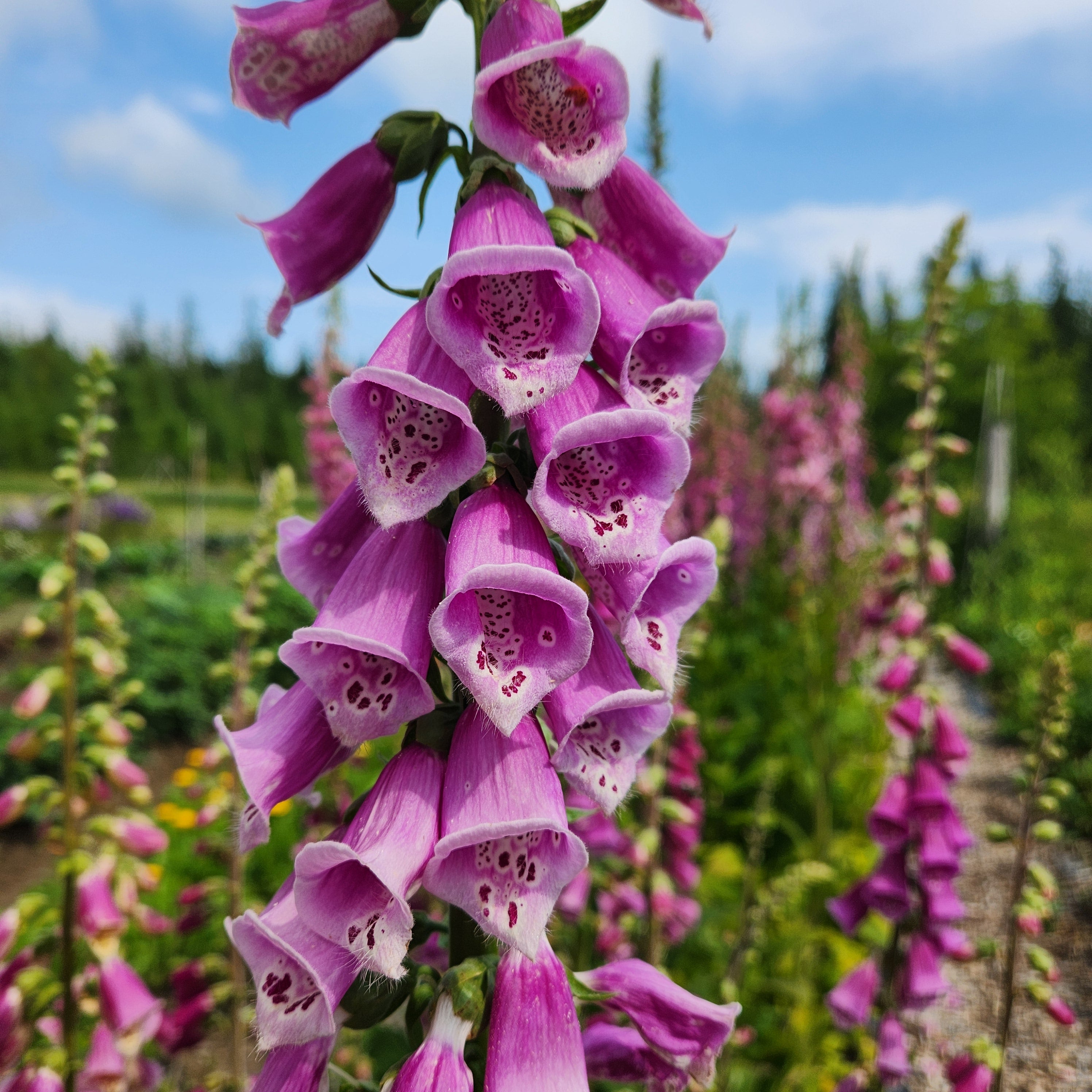 Foxglove Seeds