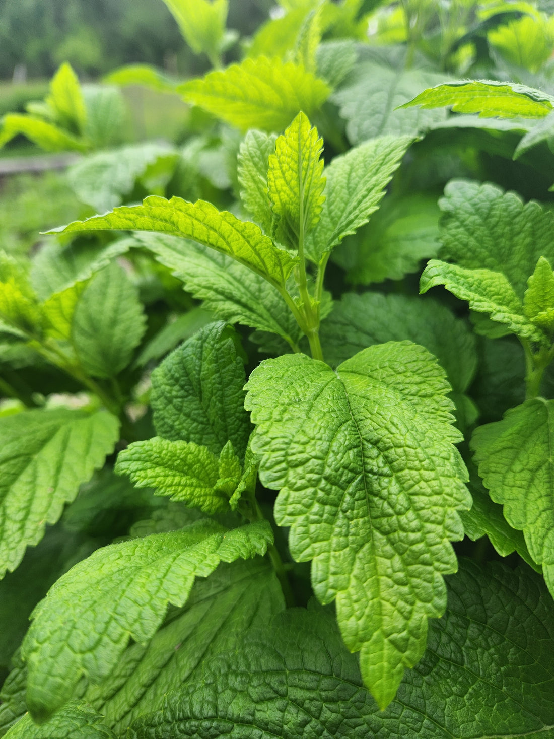 Lemon Balm Hydrosol