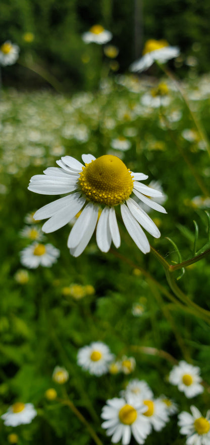 Chamomile Seeds