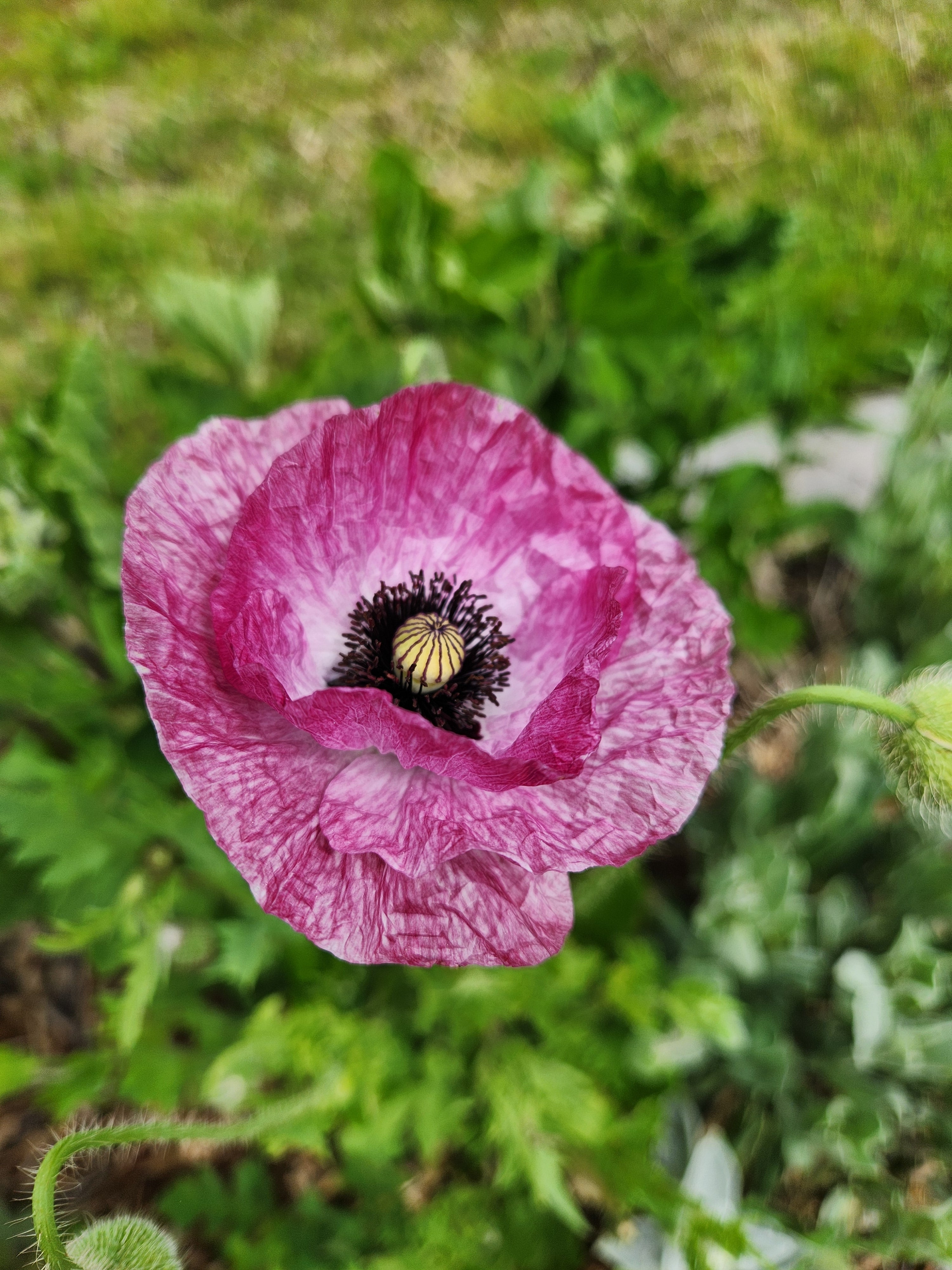 Mother of Pearl Poppy Seeds