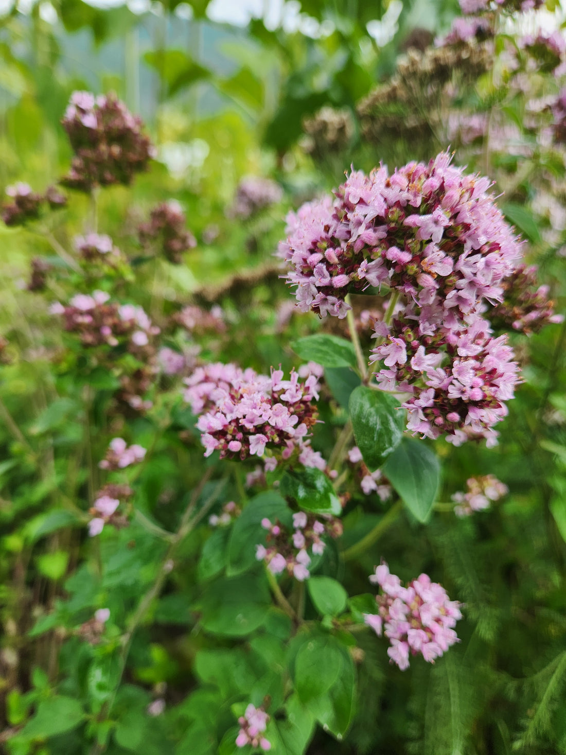 Purple Oregano Seeds