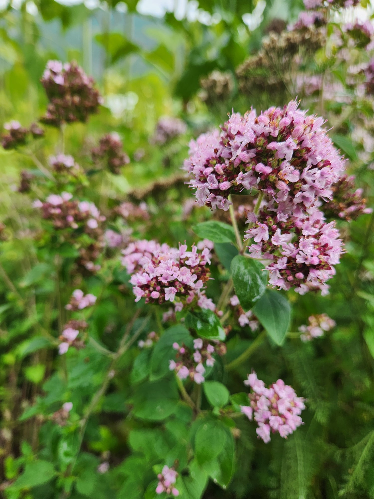 Purple Oregano Seeds